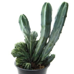 Myrtillocactus Geometrizans Cristata