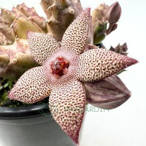 Orbea 'Cooperi'