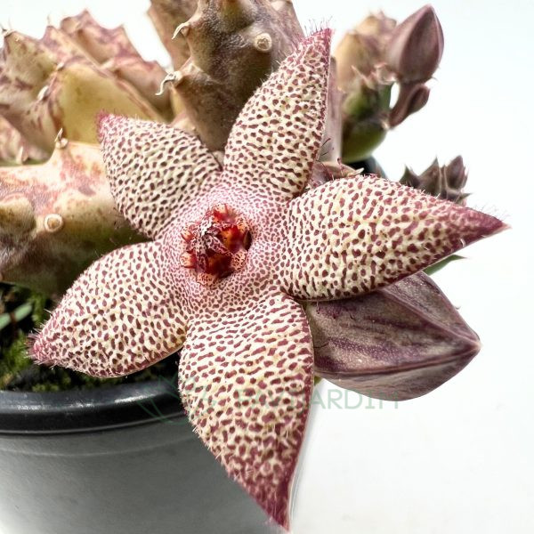 Orbea 'Cooperi' Orbea 'Cooperi'