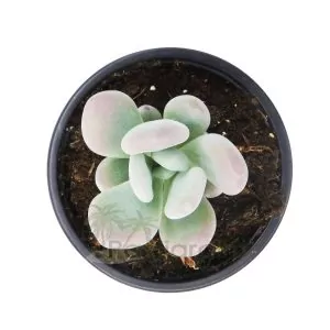 Pachyphytum Oviferum