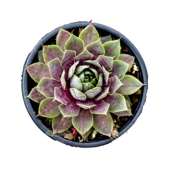 SP002 Sempervivum Royal Ruby_VASO10,5_96-min Sempervivum 'Royal Ruby'