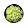 Sempervivum Globiferum subsp. Hirtum Hedgehog