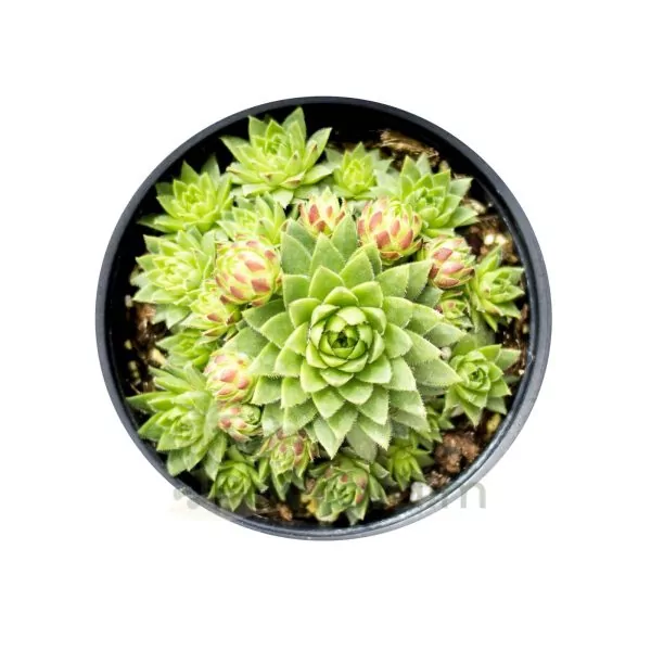 SP003 SEMPERVIVUM GLOBIFERUM subsp. Hirtum Hedgehog _VASO10,5_103-min Sempervivum Globiferum subsp. Hirtum Hedgehog