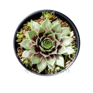 Sempervivum Westerlin
