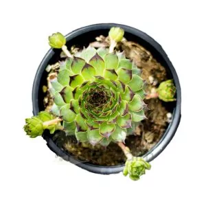 Sempervivum 'Reinhardt'
