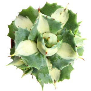 Agave Isthmensis Ohi Raijin Variegata