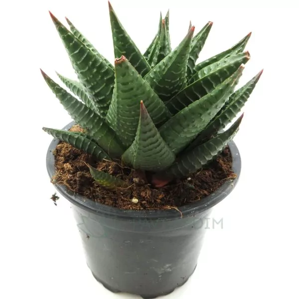 Haworthia Limifolia