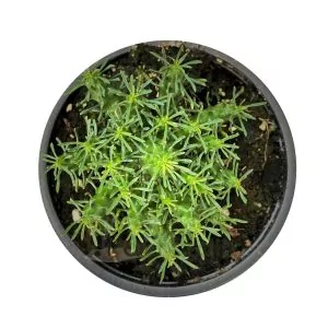 Euphorbia Flanaganii