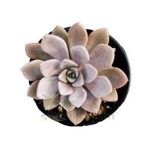Graptoveria Debbie
