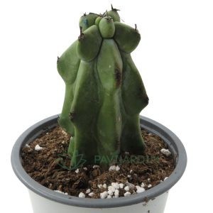 Myrtillocactus Gometrizans var. Fukurokuryuzinbo