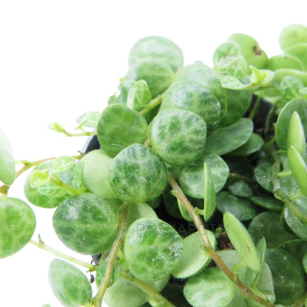 Peperomia Prostata (2) Peperomia Prostata