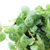 Peperomia Prostata