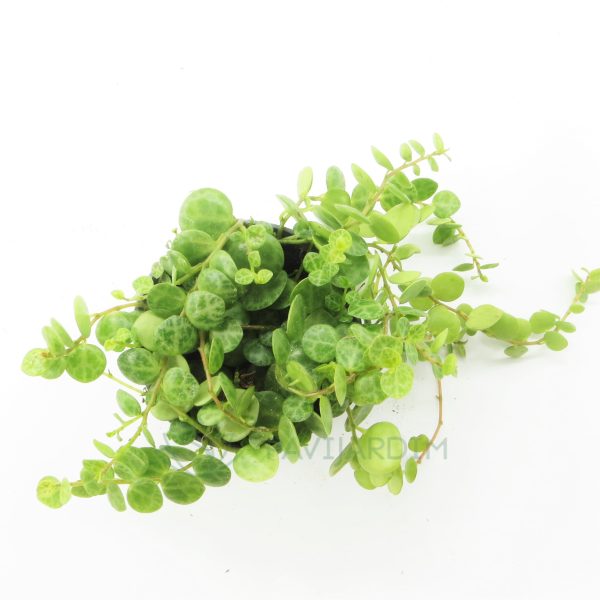 Peperomia Prostata peperomia prostata