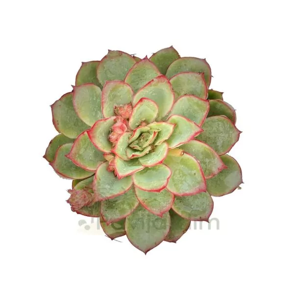 0109 Echeveria Moonshine Echeveria Moonshine