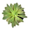 Aeonium Ballerina