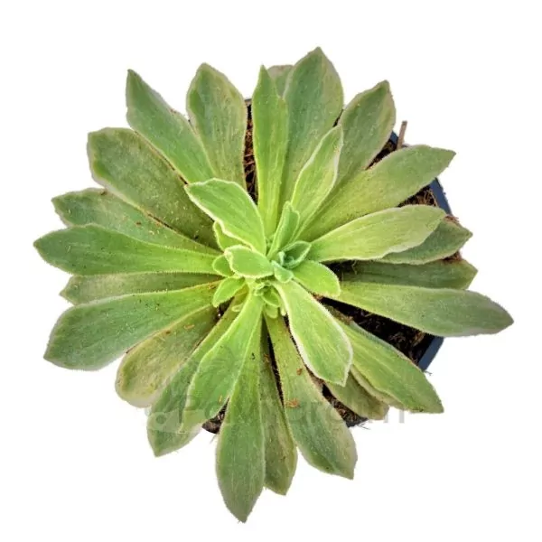 Aeonium Ballerina