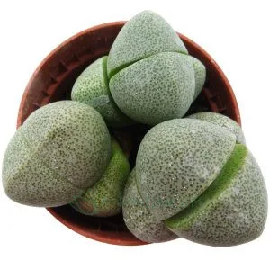 Pleiospilos Nelii
