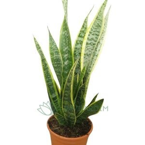 Sanseviera Laurentii