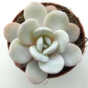 Echeveria Lauii