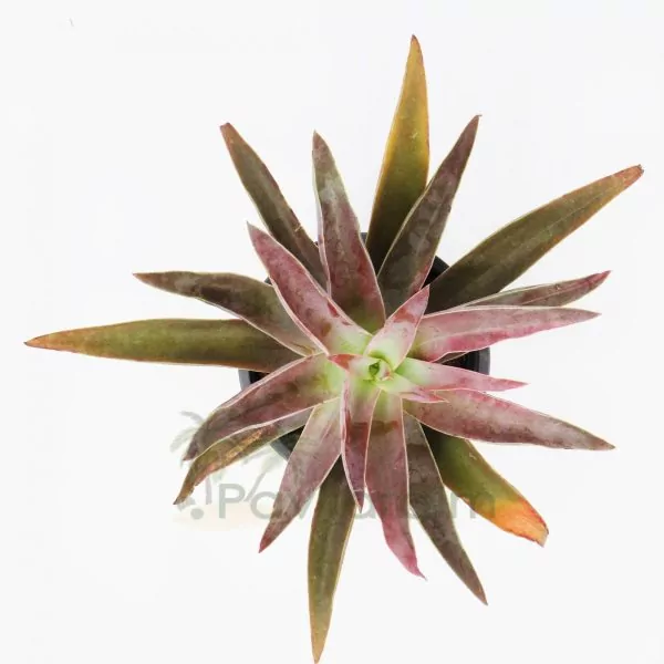 Echeveria Novogaliciana