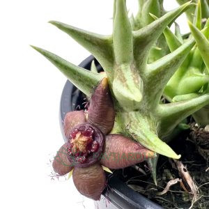 Orbea 'Semota Orientalis'