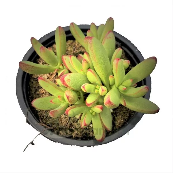 CR051 Crassula Nudicaulis Herrei Crassula Nudicaulis Herrei