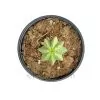 Euphorbia Fruticosa Enermis