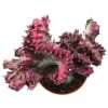 Euphorbia Lactea Variegata Cristata