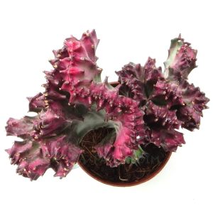 Euphorbia Lactea Variegata Cristata