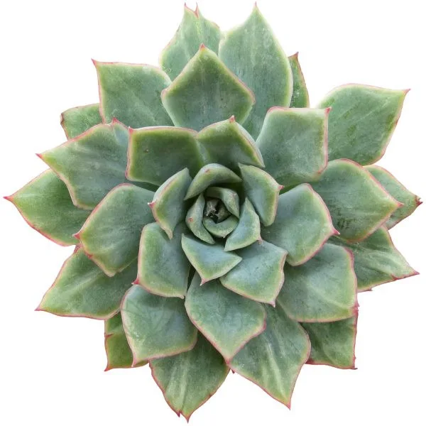 Echeveria California Queen Monstruosa-UNICA