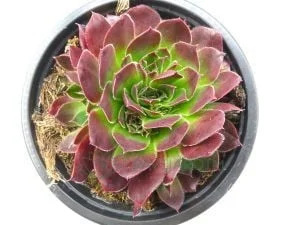 Jovibarba Heuffelii