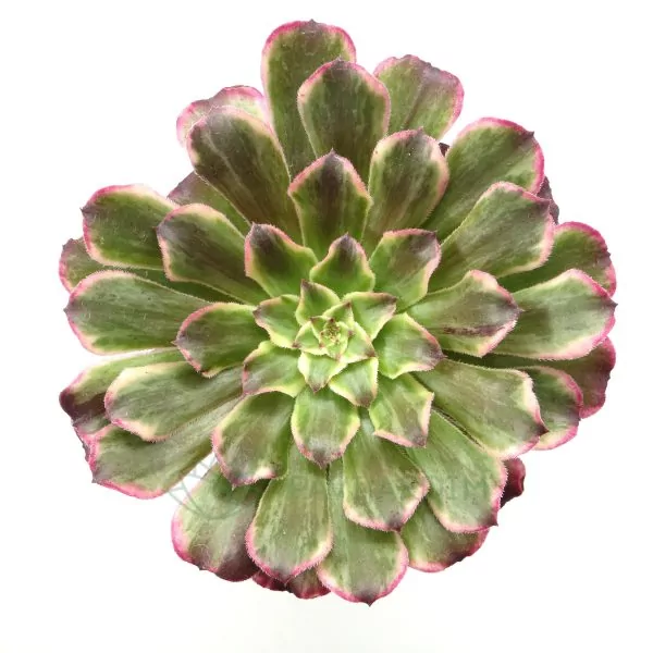 Aeonium Ecstasy Aeonium Ecstasy