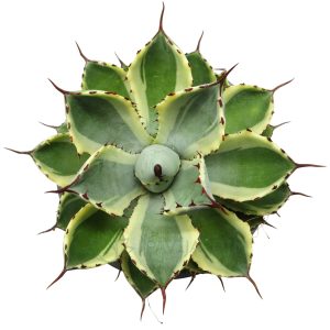 Agave Potatorum Kichiokan Variegata