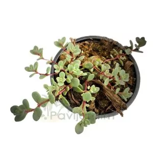 Sedum Cauticola Lidakense