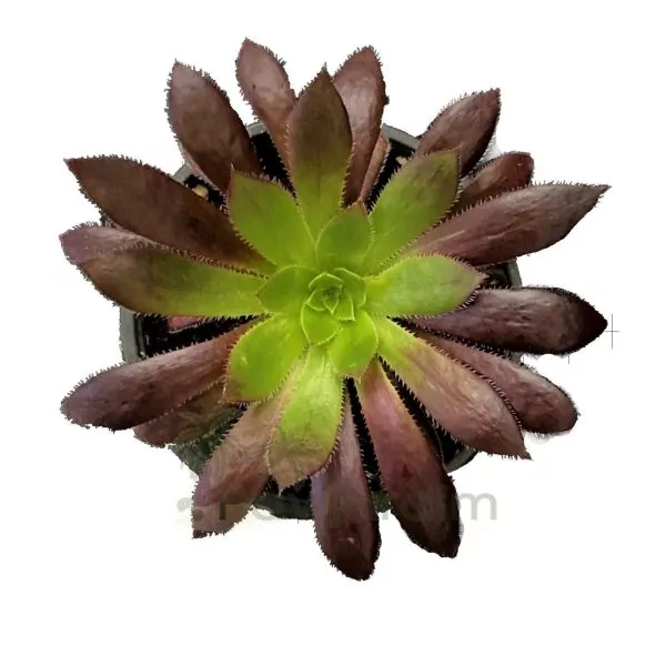 ae0046 Aeonium Black Magic Aeonium Black Magic