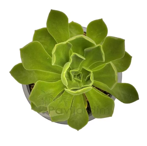 ae0057 Aeonium Goblin Aeonium Goblin