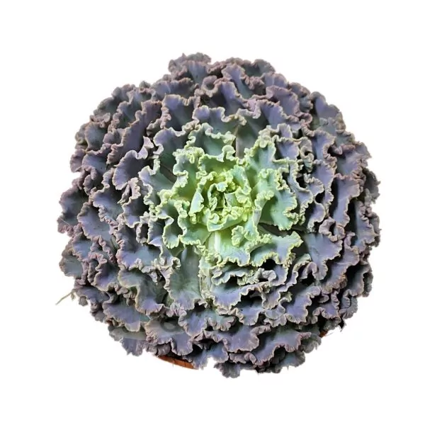 0161 Echeveria Shaviana Truffles Echeveria Shaviana Truffles