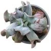 Echeveria Culibra