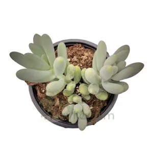 Pachyphytum Oviferum x Sedum Burrito
