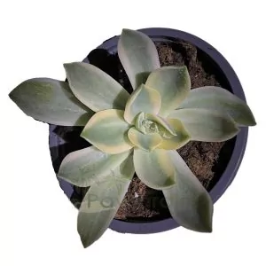Graptoveria Fred Ives Variegata