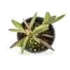 Senecio Crassissimus