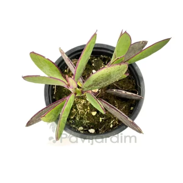 Senecio Crassissimus Senecio Crassissimus
