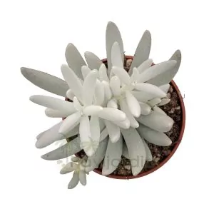 Senecio Mont Blanc