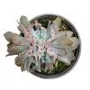 Echeveria Trumpet Pinky Cristata