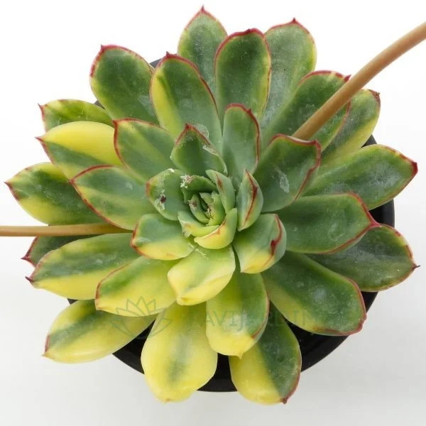 Echeveria Pulidonis Variegata Echeveria Pulidonis Variegata