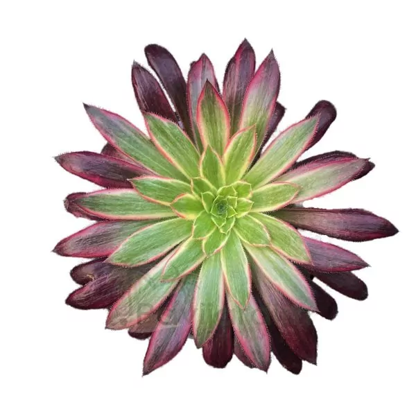ae0071-Aeonium-Black-Magic-Variegata-transformed