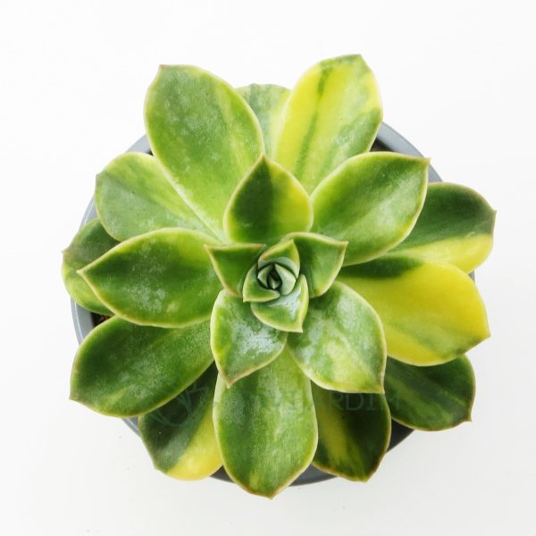 0197 Echeveria Harry Watson Variegata Echeveria Harry Watson Variegata
