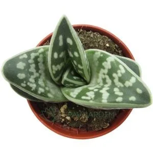 Aloe Variegata