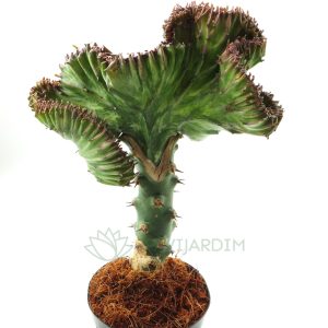 Euphorbia Láctea Cristata Enxerto