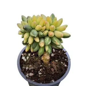 Pachyphytum Compactum Variegata Cristata